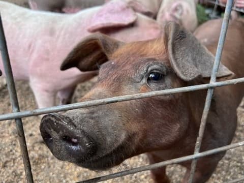 Piggies at Farm to Table